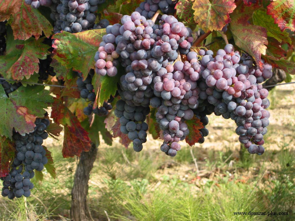 Laden vines