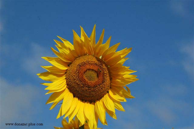 Sunflower, July